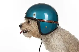 Crash: DOG. Cavapoo wearing a crash helmet