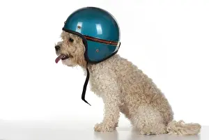 Crash: DOG. Cavapoo wearing a crash helmet