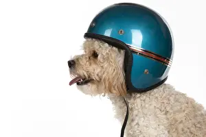 Crash: DOG. Cavapoo wearing a crash helmet