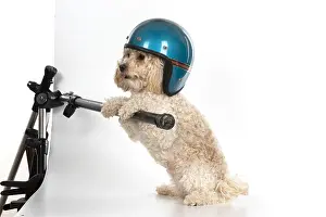 Crash: DOG. Cavapoo wearing a crash helmet, sitting with paws up