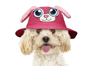300719: DOG. Cavapoo wearing a pirates eye patch