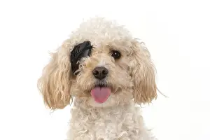 Patch: DOG. Cavapoo wearing a pirates eye patch