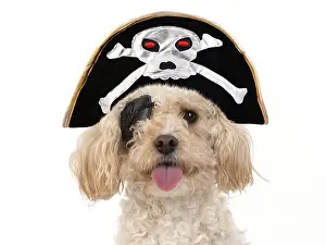Cavapoo: DOG. Cavapoo wearing a pirates eye patch