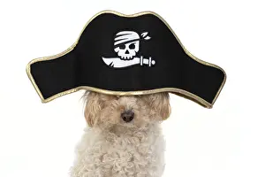 Pirate: DOG. Cavapoo wearing a pirates hat