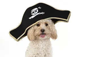 Pirate: DOG. Cavapoo wearing a pirates hat