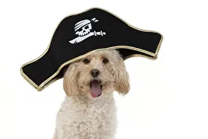 Pirate: DOG. Cavapoo wearing a pirates hat