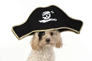 Patch: DOG. Cavapoo wearing a pirates hat and eye patch
