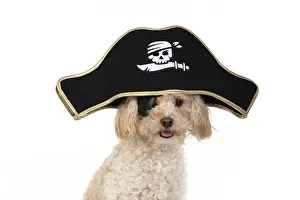 Cavapoo: DOG. Cavapoo wearing a pirates hat and eye patch