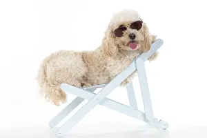Deckchair: DOG. Cavapoo wearing sun glasses in a deck chair