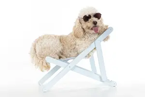 Deckchair: DOG. Cavapoo wearing sun glasses in a deck chair