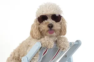 Deckchair: DOG. Cavapoo wearing sun glasses in a deck chair