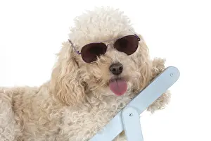 Everyday: DOG. Cavapoo wearing sun glasses in a deck chair