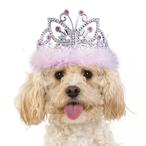 Tiara: DOG. Cavapoo wearing a tiara