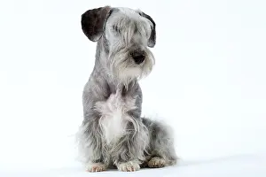 Cesky: Dog - Cesky Terrier