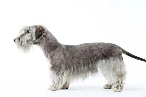 Cesky: Dog - Cesky Terrier