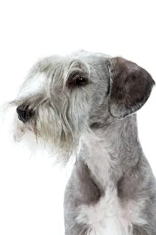 Cesky: Dog - Cesky Terrier