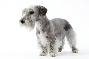 Cesky: Dog - Cesky Terrier