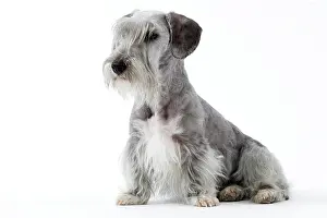 Cesky: Dog - Cesky Terrier