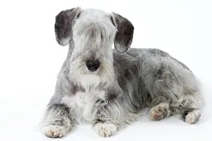 Cesky: Dog - Cesky Terrier