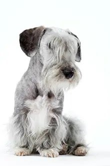 Cesky: Dog - Cesky Terrier