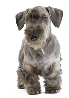Cesky: Dog - Cesky Terrier - Puppy in studio