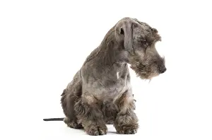 Cesky: Dog - Cesky Terrier - Puppy in studio