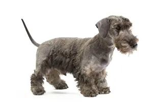 Cesky: Dog - Cesky Terrier - Puppy in studio