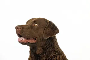 Cheasapeake: DOG. Cheasapeake bay retriever (head shot)