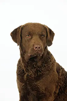 Cheasapeake: DOG. Cheasapeake bay retriever (head shot)