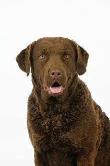 Cheasapeake: DOG. Cheasapeake bay retriever (head shot)