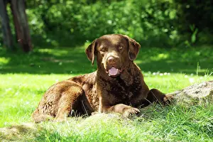 Cheasapeake: DOG. Cheasapeake bay retriever laying on tree root