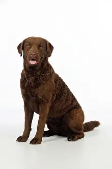 Cheasapeake: DOG. Cheasapeake bay retriever sitting