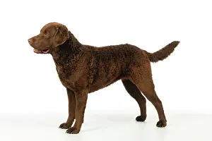 Cheasapeake: DOG. Cheasapeake bay retriever standing