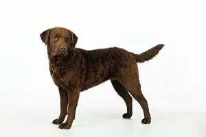 Cheasapeake: DOG. Cheasapeake bay retriever standing