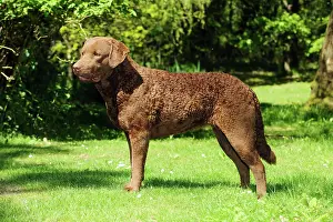 Cheasapeake: DOG. Cheasapeake bay retriever standing