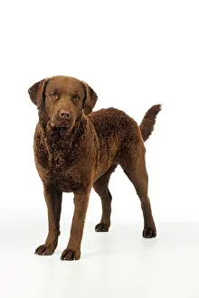 Cheasapeake: DOG. Cheasapeake bay retriever standing