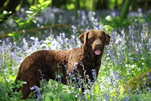 Nots: DOG. Cheasapeake bay retriever standing in forget me nots