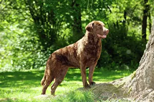 Cheasapeake: DOG. Cheasapeake bay retriever standing on tree root
