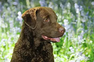 Nots: DOG. Chesapeake bay retriever in forget me nots (head shot)