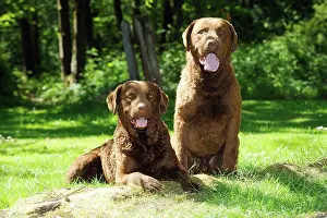 Chesapeake: DOG. Chesapeake bay retriever laying next to chesapeake