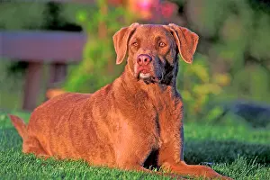 Chesapeake: Dog Chesapeake Bay Retriever lying down