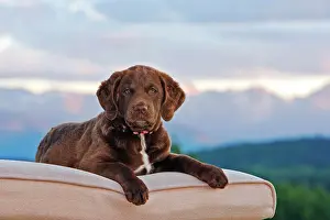 Deckchair: Dog Chesapeake Bay Retriever lying on deckchair