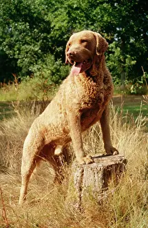 Chesapeake: DOG - Chesapeake Bay Retriever, front paws on tree stump