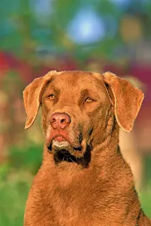 Chesapeake: Dog Chesapeake Bay Retriever portrait head closeup