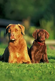 Chesapeake: Dog - Chesapeake Bay Retriever and puppy together in grass