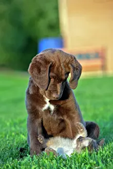 Chesapeake: Dog Chesapeake Bay Retriever puppy and kitten playing