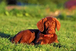 Chesapeake: Dog Chesapeake Bay Retriever puppy lying down