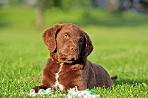 Chesapeake: Dog Chesapeake Bay Retriever puppy lying down
