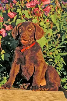 Chesapeake: Dog Chesapeake Bay Retriever puppy sitting by pink flowers