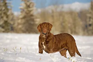 Chesapeake: Dog - Chesapeake Bay Retriever standing in meadow in winter